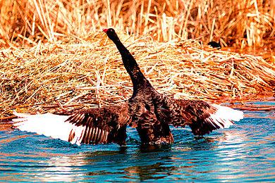 掌机畅玩 《地平线：零之曙光 重制版》通过Steam Deck验证